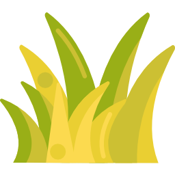 Piante Tappezzanti