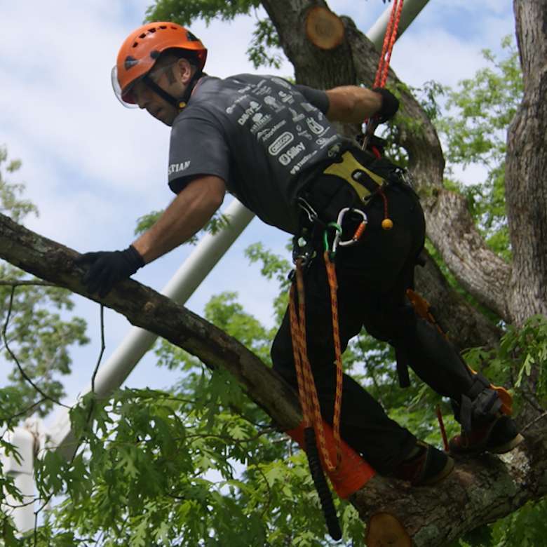 Potatura Tree Climbing - Garden Vivai Talamonti 02