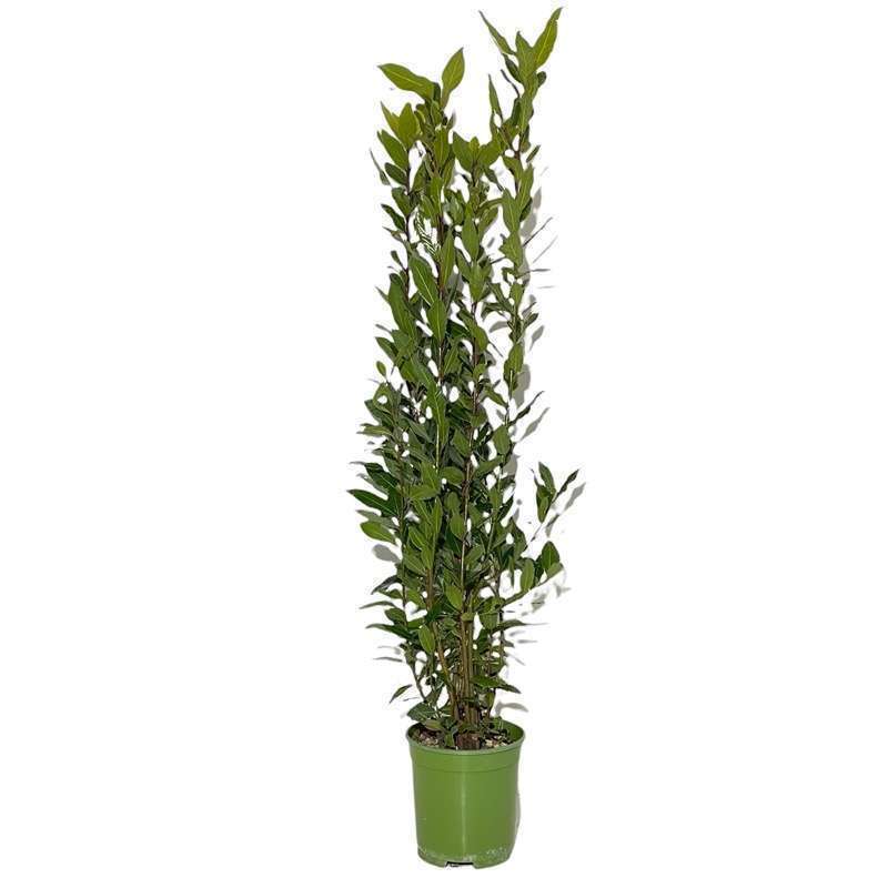 Laurus Nobilis - Piccola