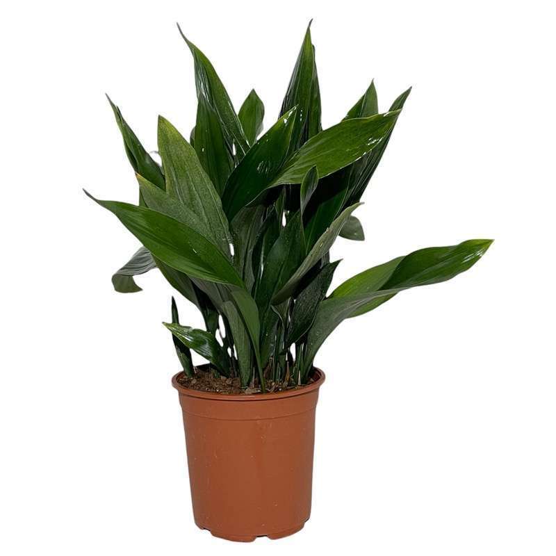 Aspidistra