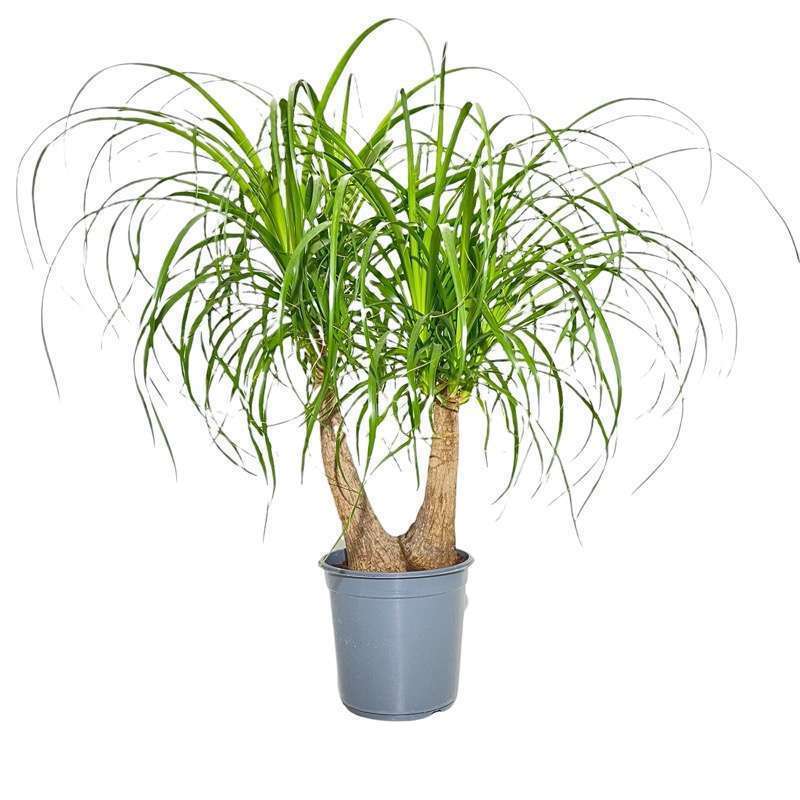 Beaucarnea