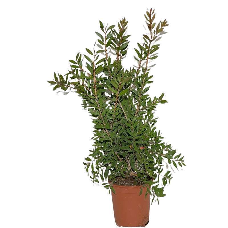 Callistemon