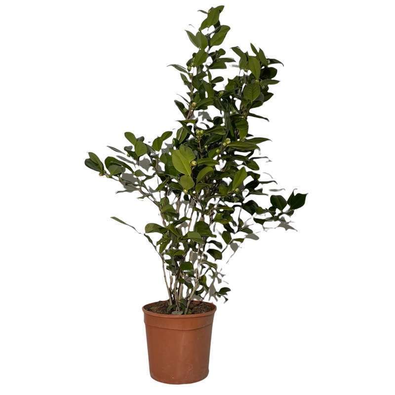 Camelia Japonica - Grande, Bianco