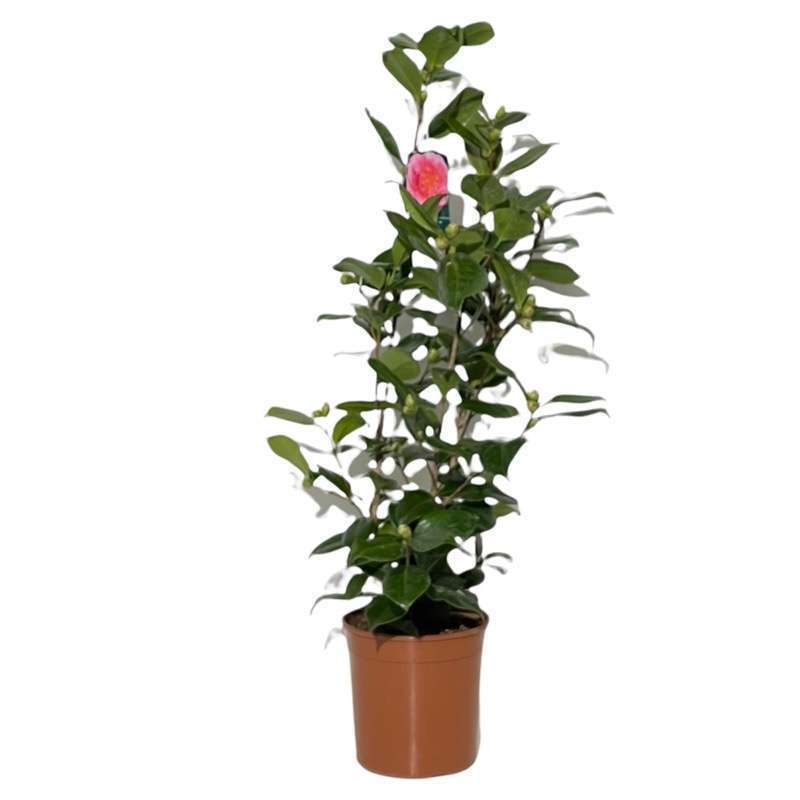 Camelia Japonica