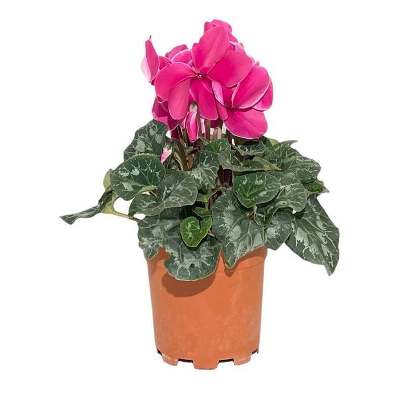 Ciclamino