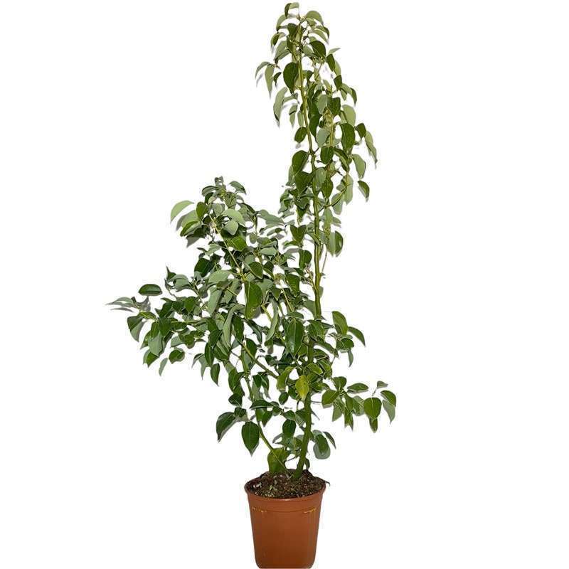 Canfora