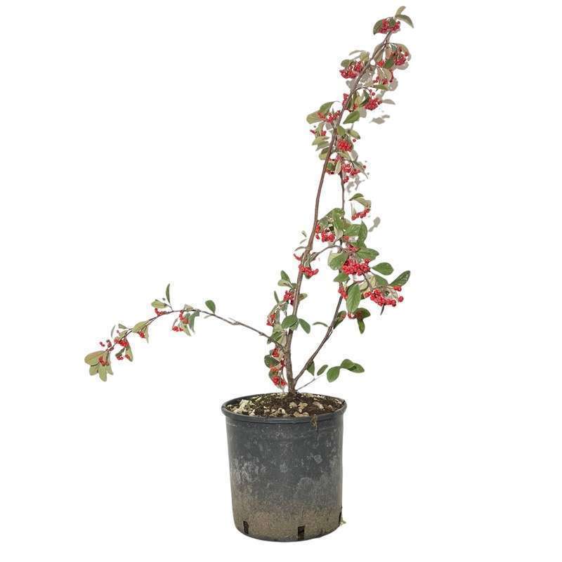 Cotoneaster Pannosus