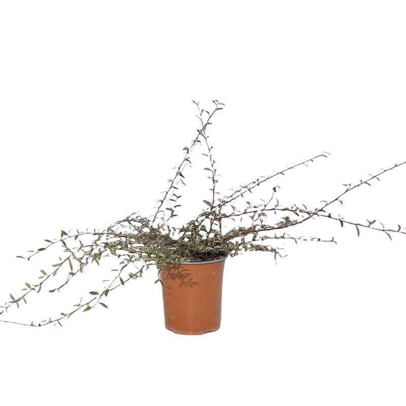 Cotoneaster Salicifolius