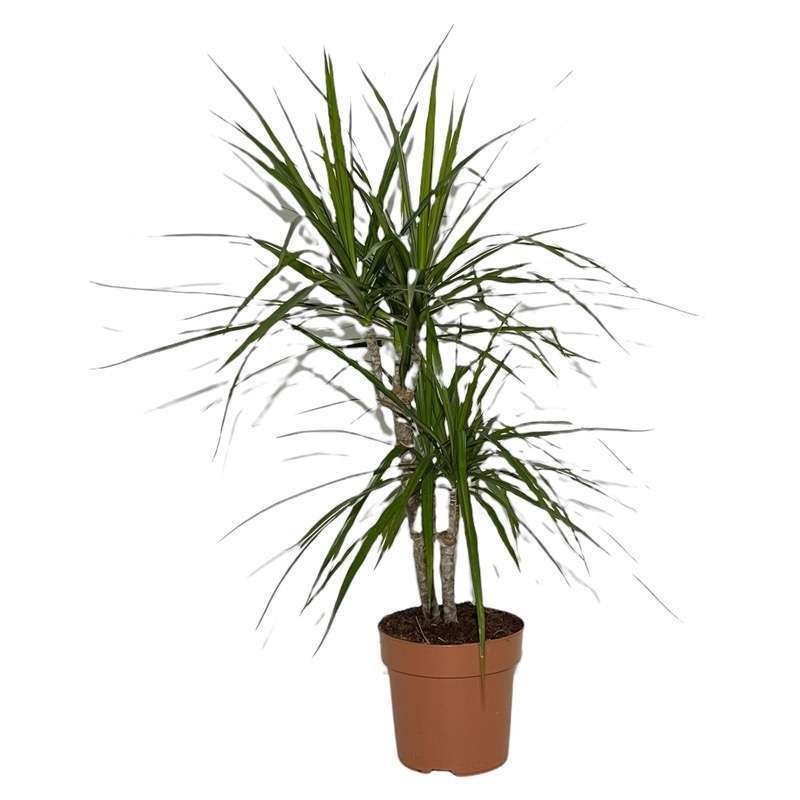 Dracena