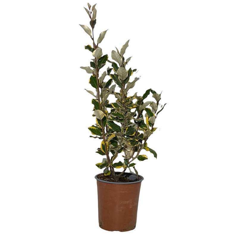 Eleagnus Ebbingei Variegato