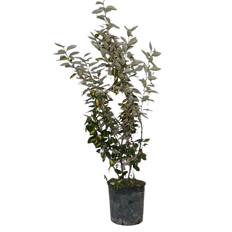 Eleagnus Ebbingei Variegato - Grande