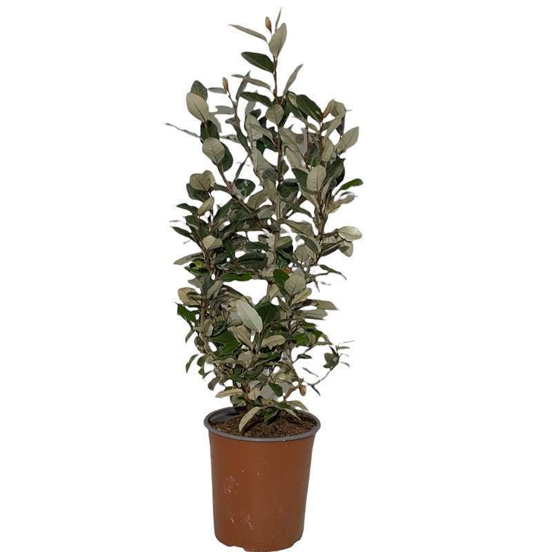 Eleagnus Ebbingei Verde - Piccola