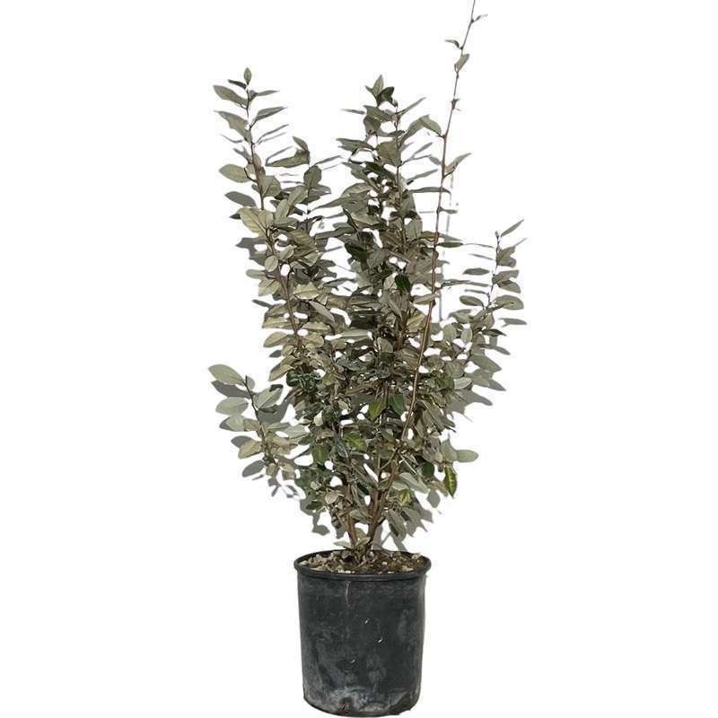 Eleagnus Ebbingei Verde - Grande