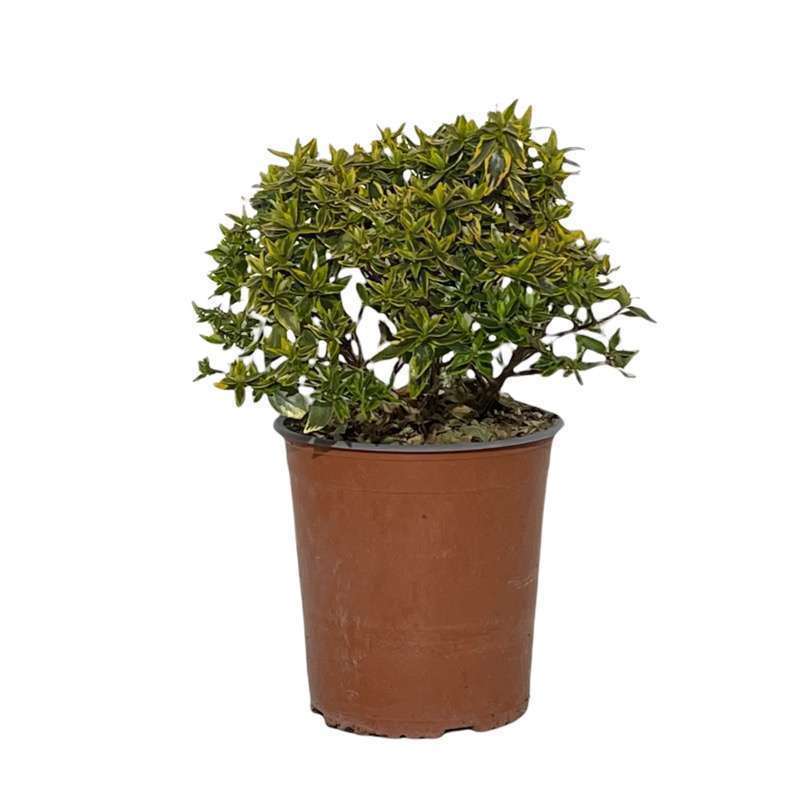 Euonymus Fortunei