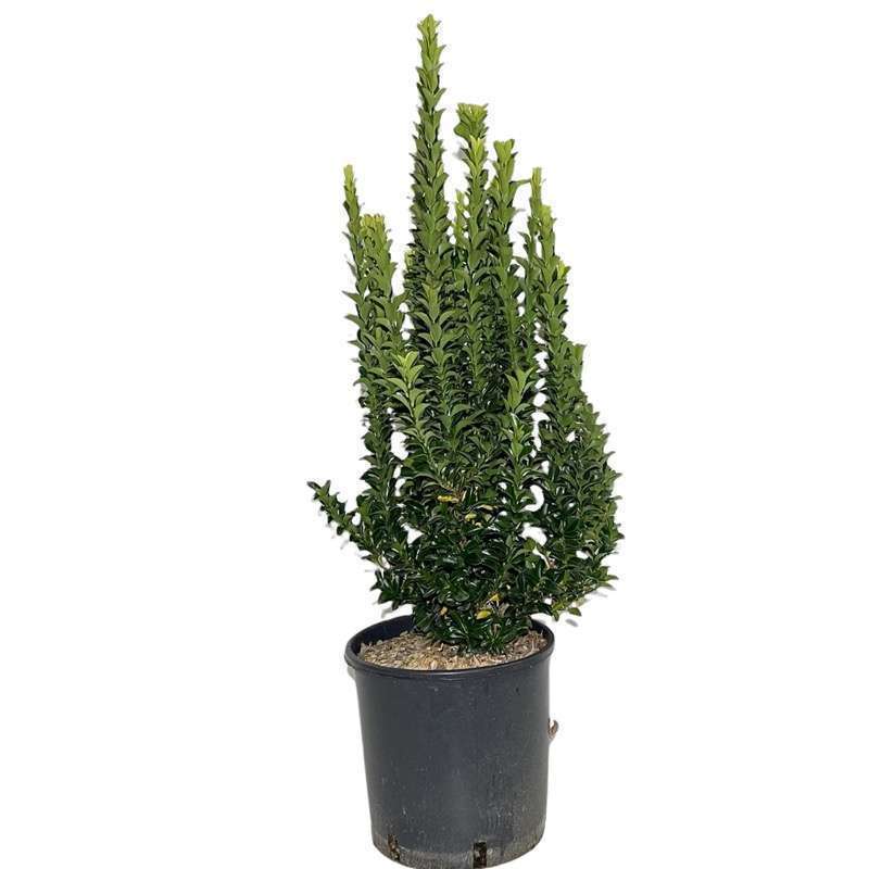 Euonymus Japonicus