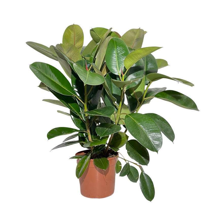 Ficus