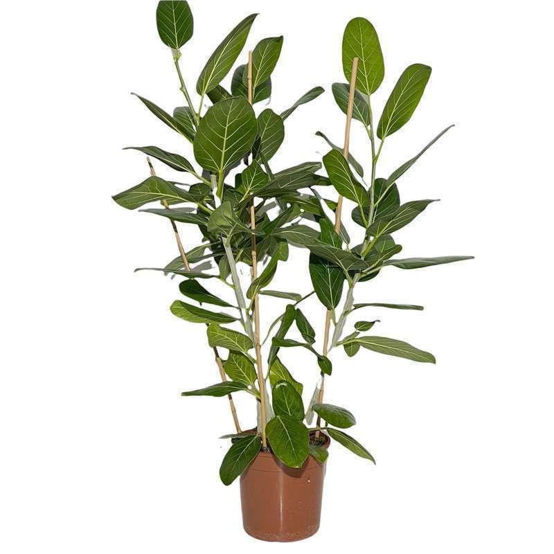 Ficus Audrey