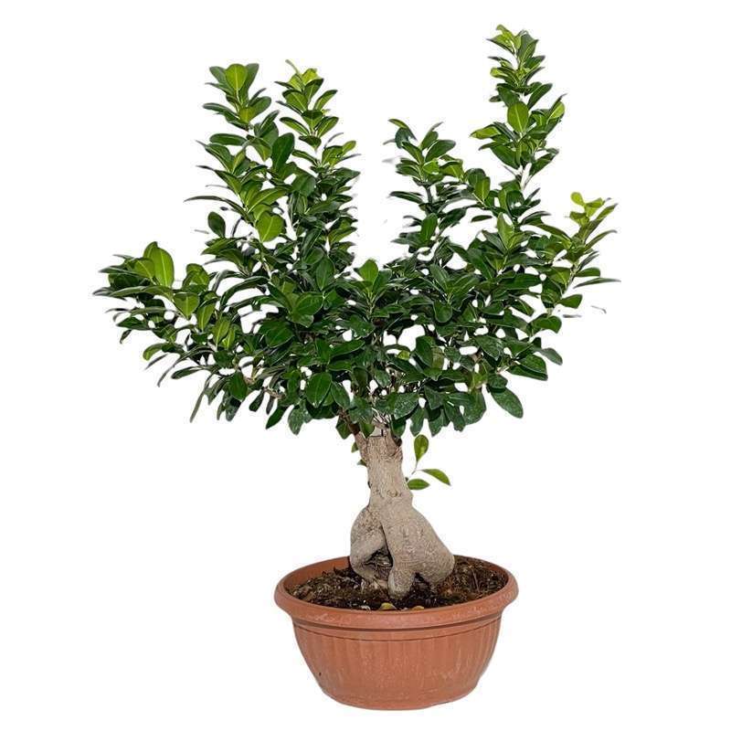 Bonsai Ficus Ginseng