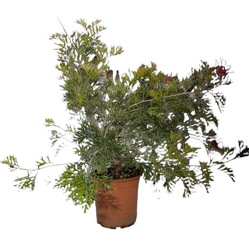 Grevillea