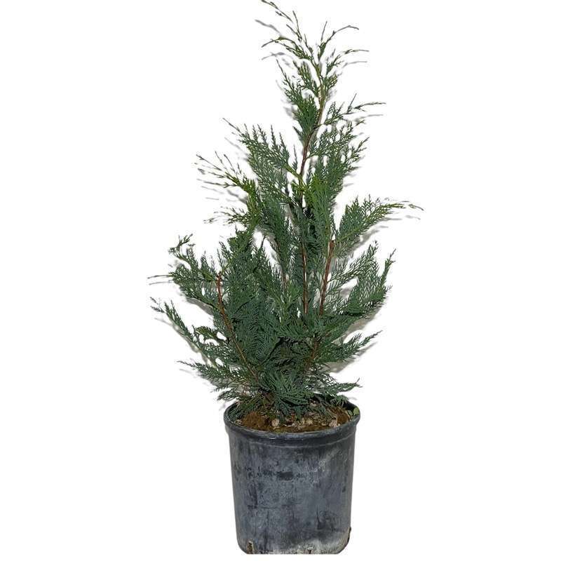 Thuja