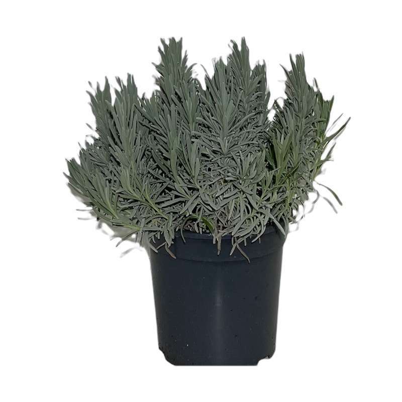 Lavanda