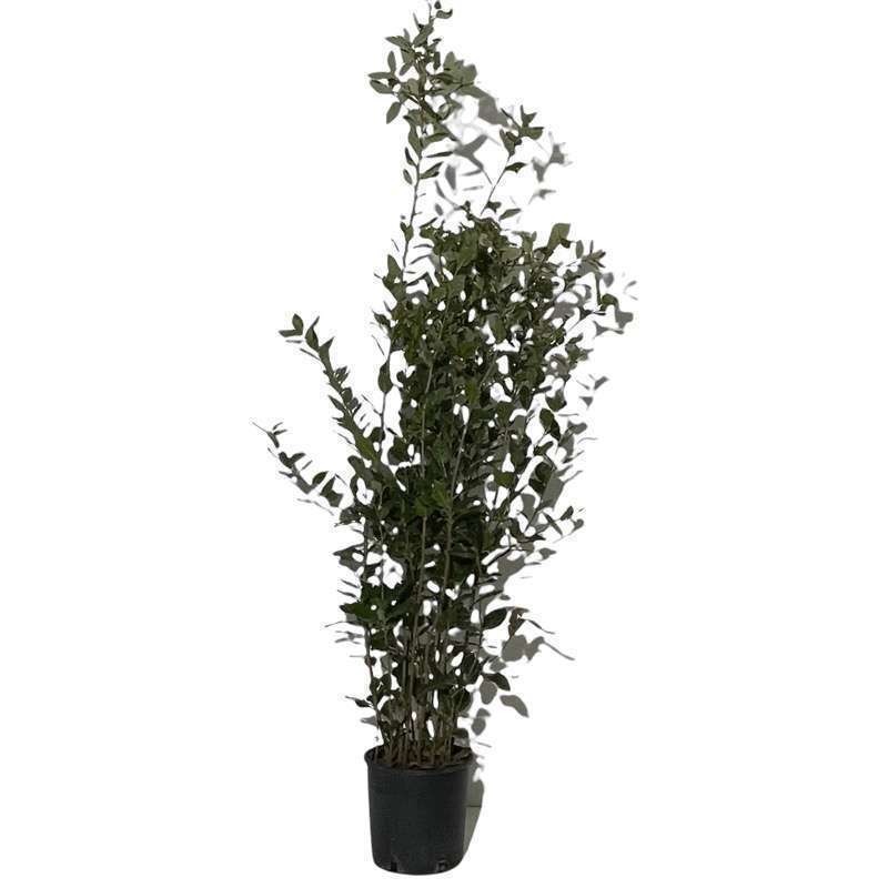 Quercus Ilex