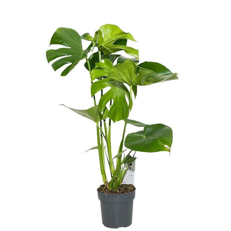 Monstera
