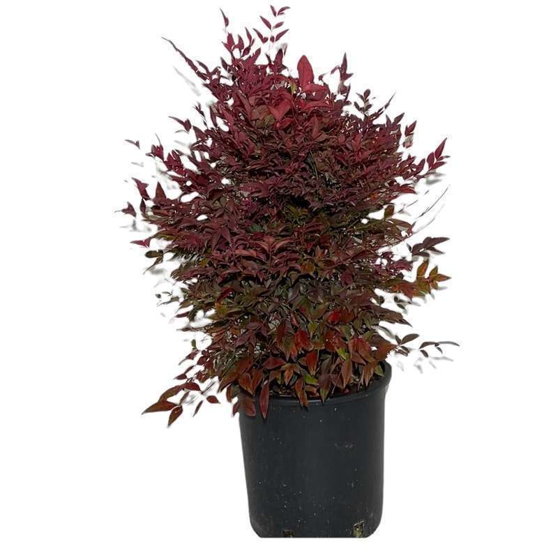 Nandina Domestica