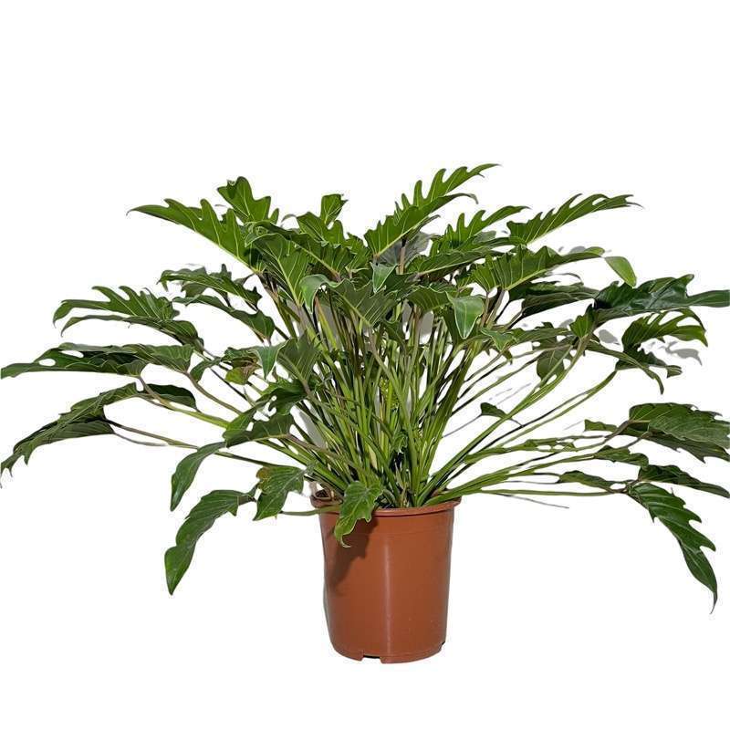 Philodendron Xanadu