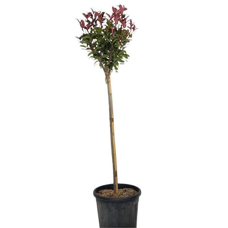 Photinia Red Robin Alberello