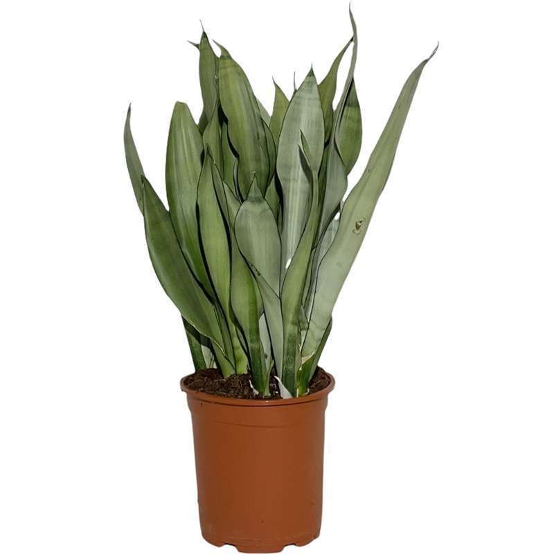 Sansevieria
