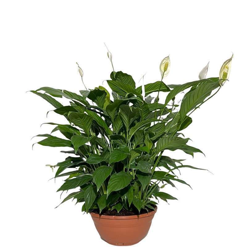 Spathiphyllum Ciotola