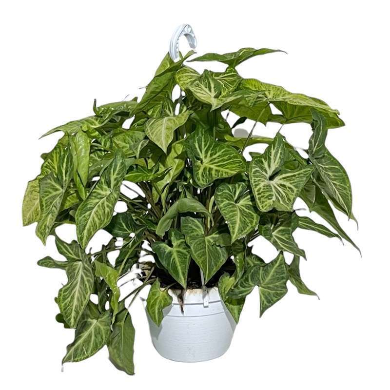 Syngonium