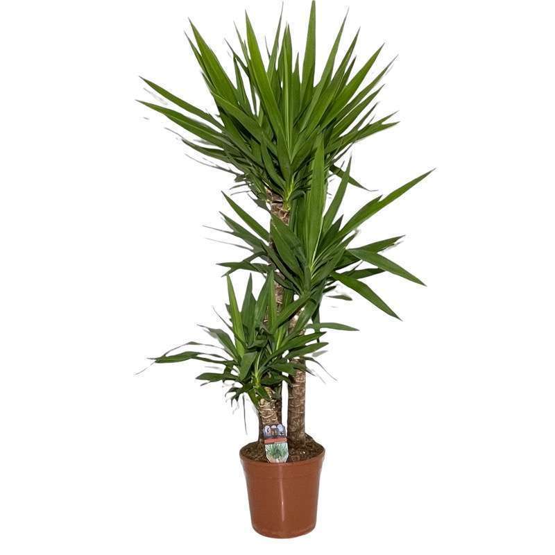 Yucca