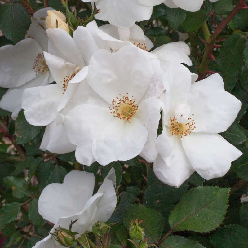 Rosa White Knock Out