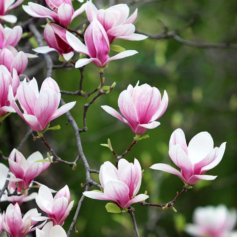 Magnolia Stellata Rosea