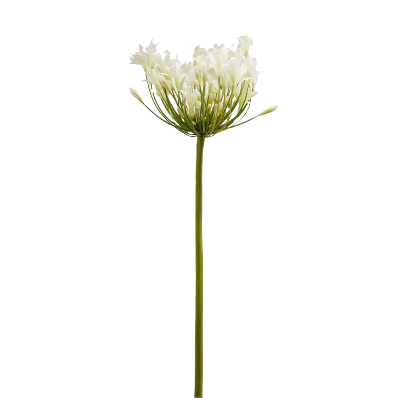 Ramo Di Agapanthus Dea H110