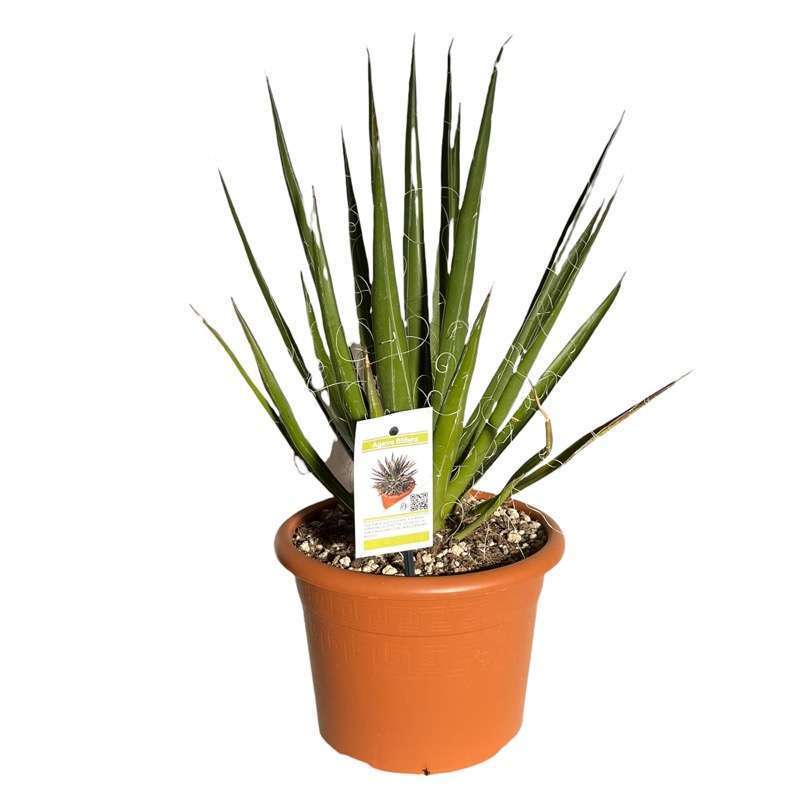 Agave Filifera