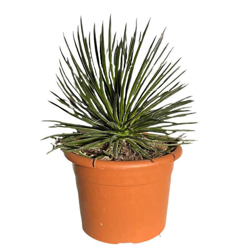 Agave Geminiflora