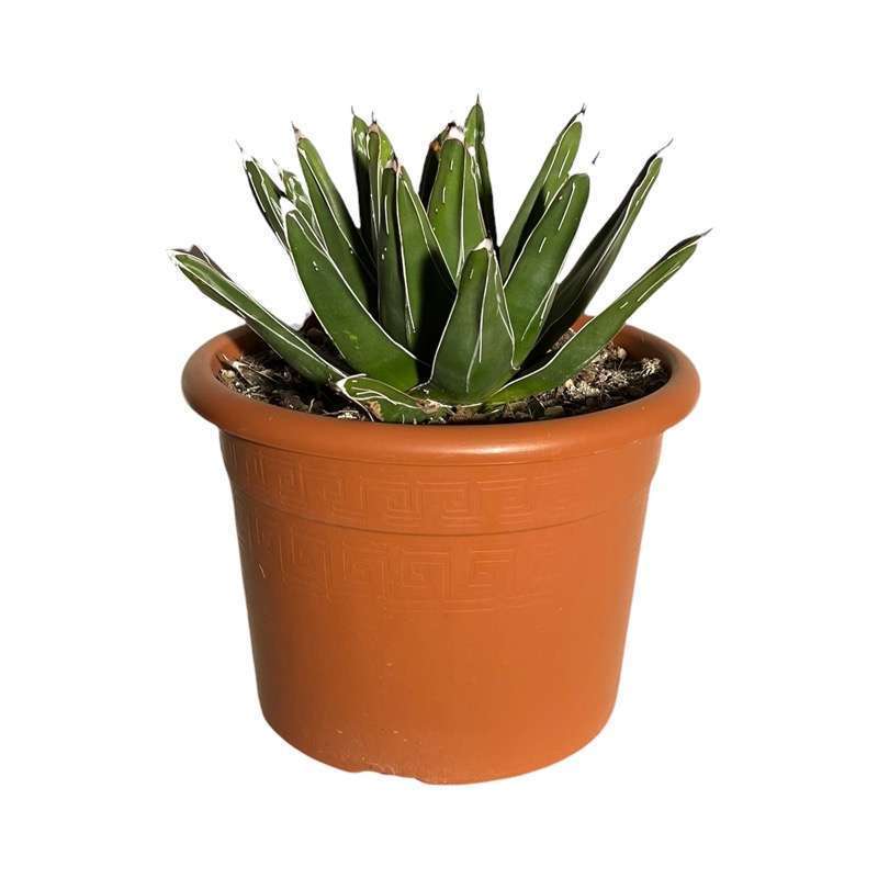Agave Regina Vittoria