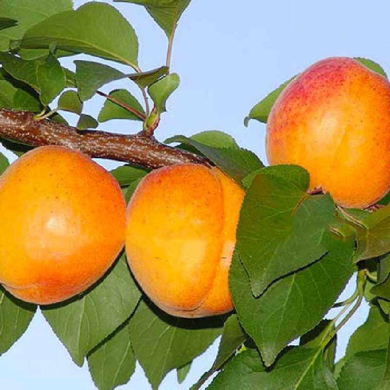 Albicocco Cafona
