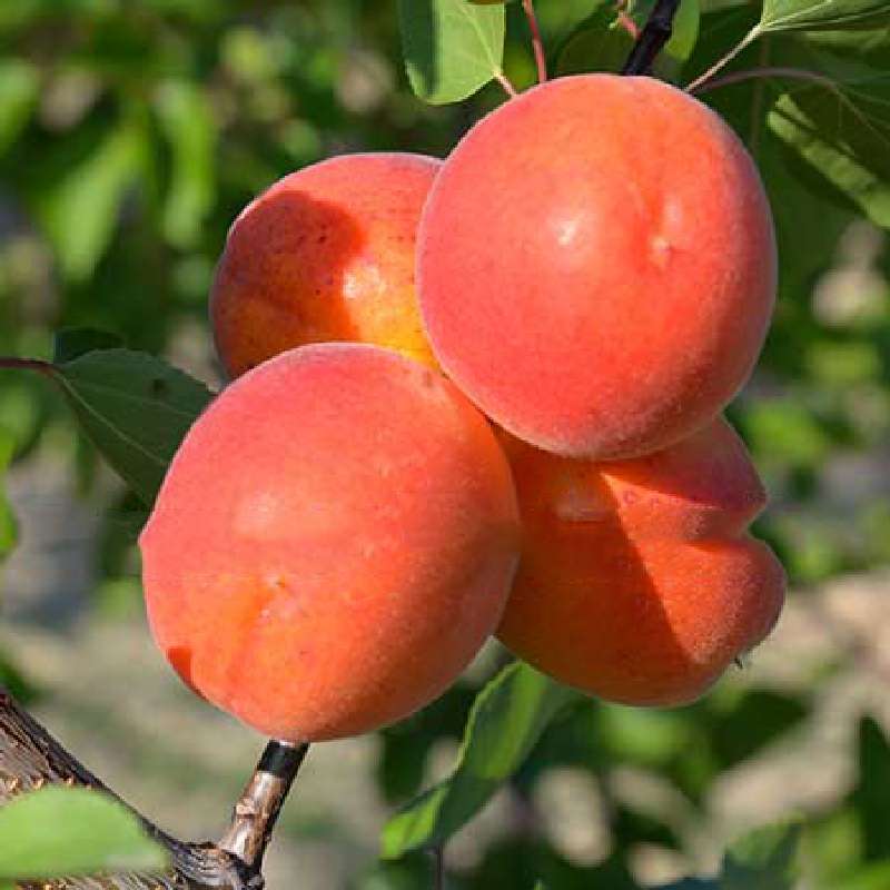 Albicocco Tonda Rossa