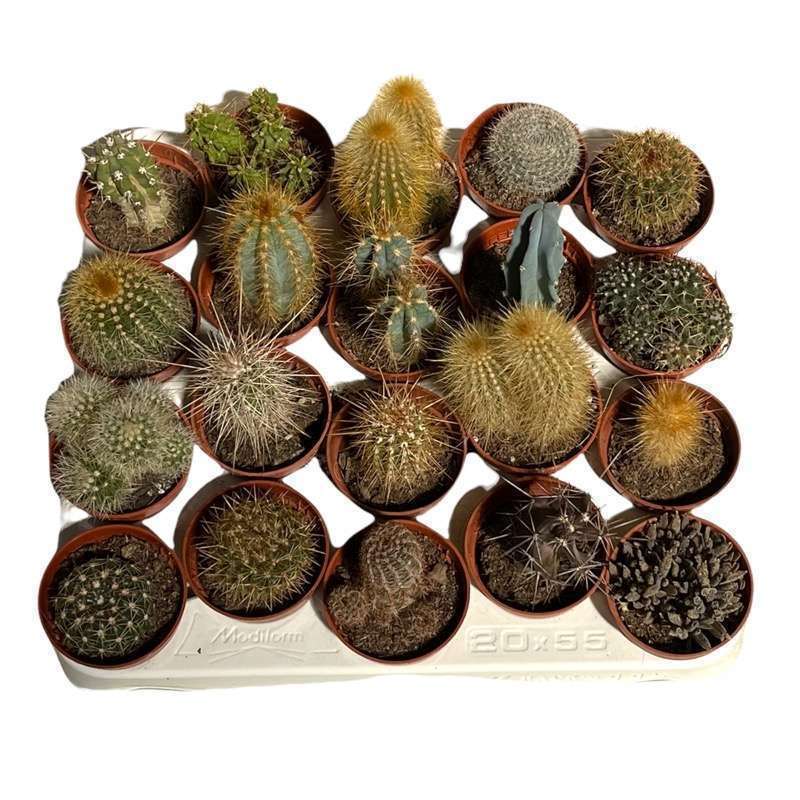 Cactus Mix 20 Pezzi
