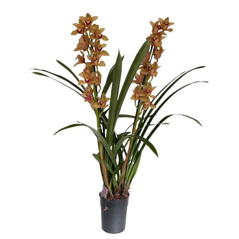 Cymbidium