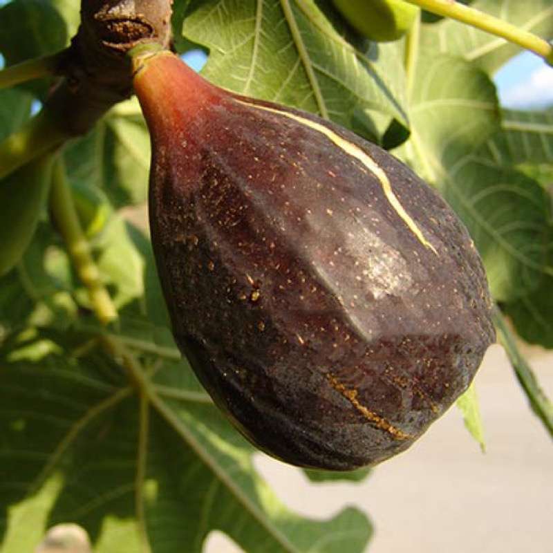 Fico Turca Nero