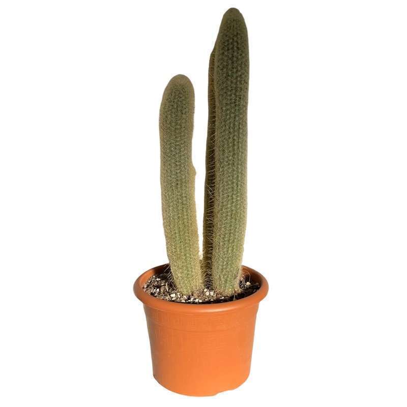 Austrocephalocereus Estevesii