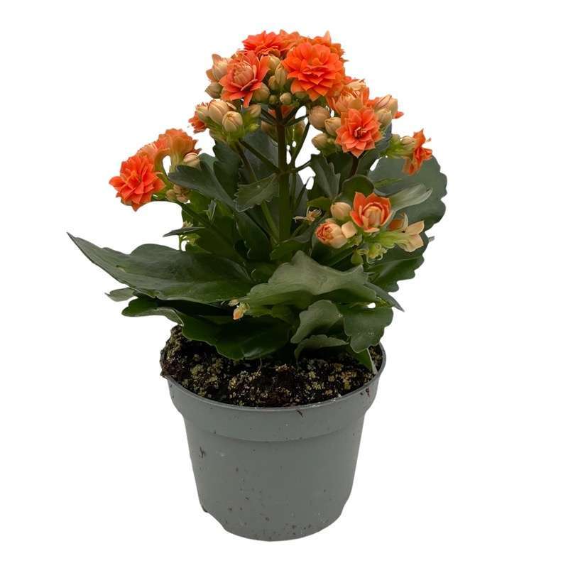 Kalanchoe Blossfeldiana
