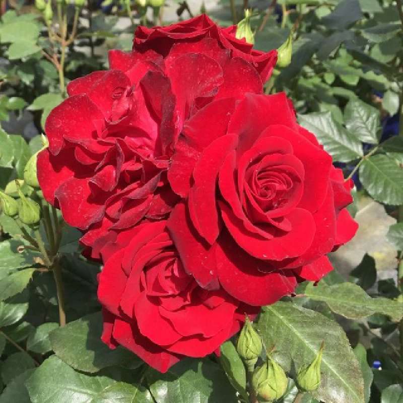 Rosa Alberello Lubecker Rotspon