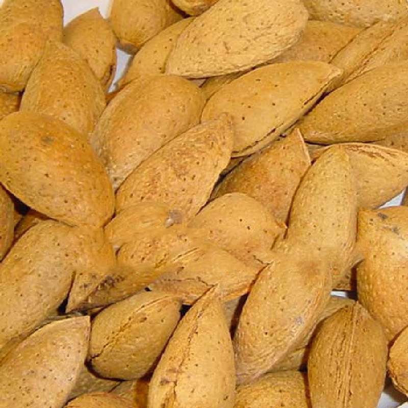 Mandorlo Tenero