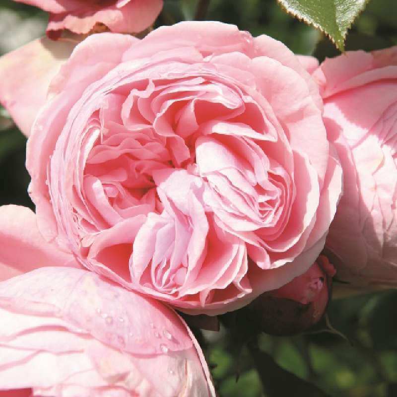 Rosa Alberello Mariatheresia